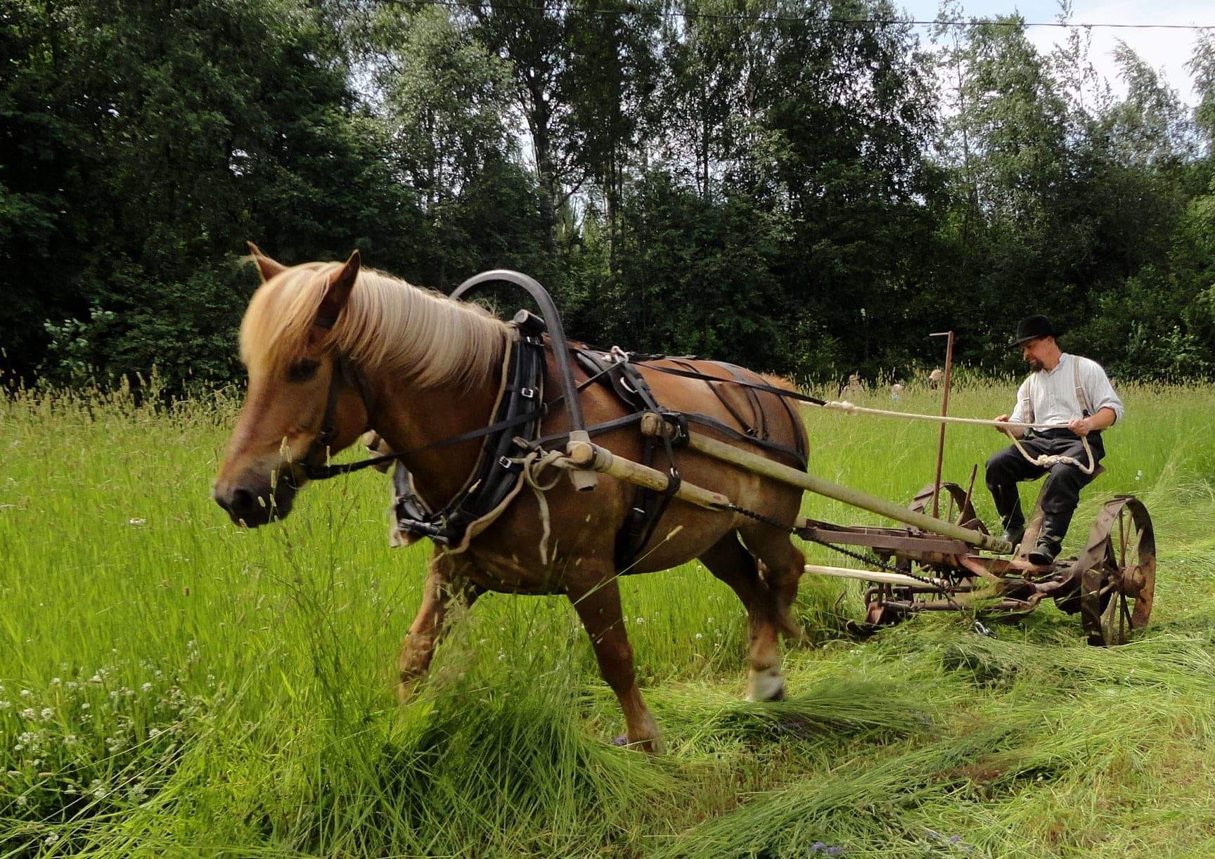 Tässä olen peltotöissä, niittämässä heinää!)